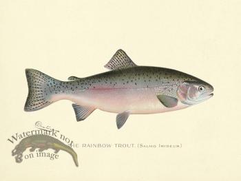 Trout - Rainbow B